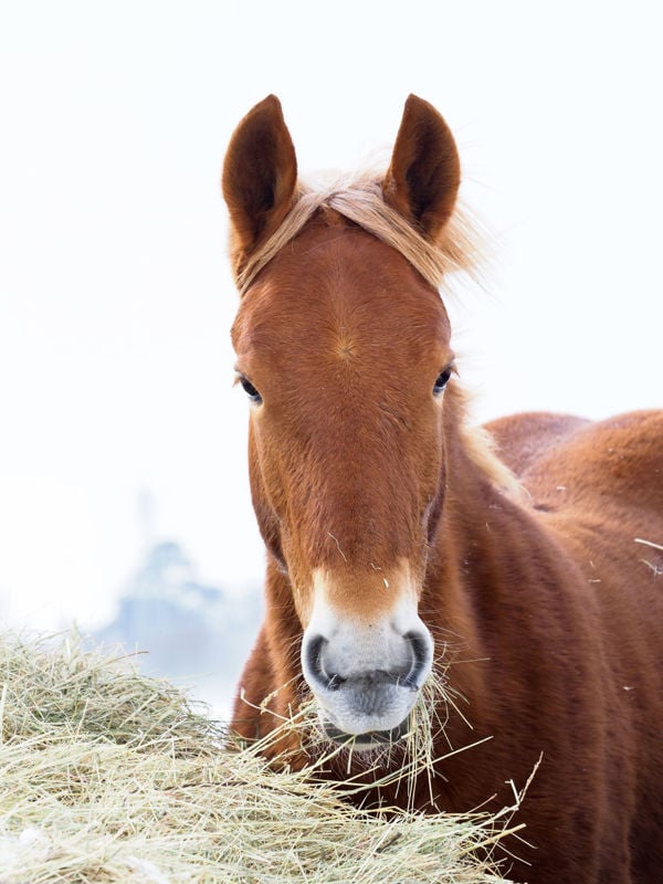 Keeping Horses Warm This Winter: An Insight into Thermoregulation and The Horse's Requirements
